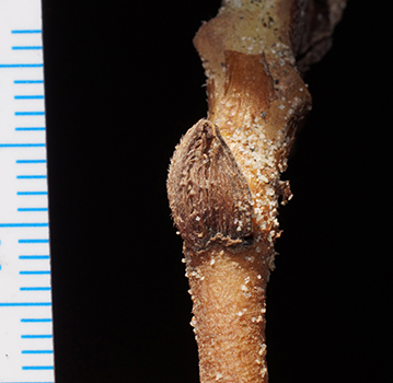 DSC06334-Cryptantha_kingii-Boraginac-MGS3916-SDSU21626.jpg cleistogenes