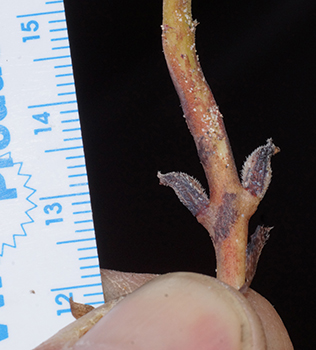 DSC06336-Cryptantha_kingii-Boraginac-MGS3916-SDSU21626.jpg cleistogenes