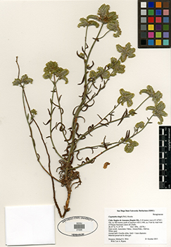 SDSU21626 herbarium specimen