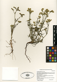 SDSU22979.jpg specimen