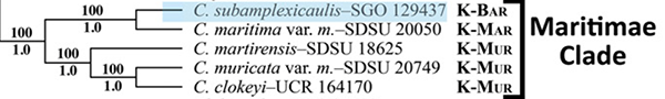 Mabry_Simpson2018-Fig5,p63-Concatenated cladogram