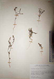 C_maritima-HCIB3333a specimen 1