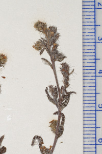 C_maritima-HCIB3333a specimen 2