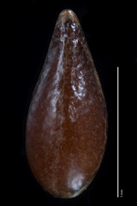 C_maritima_v_m-SD86945 nutlet dorsal