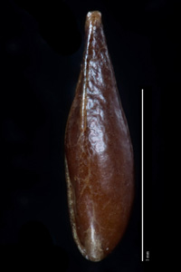 C_maritima_v_m-SD86945 nutlet lateral