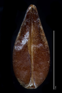 C_maritima_v_m-SD86945 nutlet ventral