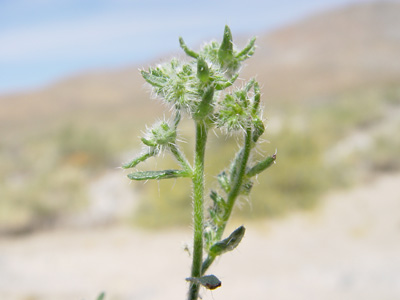 C_maritima_v_m-SDSU18679 field image1