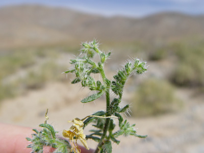 C_maritima_v_m-SDSU18679 field image2