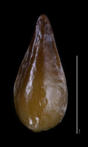 C_maritima_v_m-SDSU19298 smooth nutlet dorsal