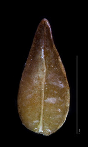 C_maritima_v_m-SDSU19298 smooth nutlet ventral