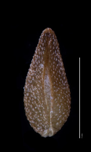 C_maritima_v_m-SDSU19298 rough nutlet ventral