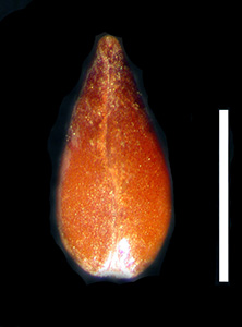 C_maritima-v_pilosa-SD113111 nutlet ventral view