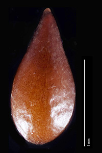 C_maritima_v_pilosa-SI87769 nutlet dorsal view