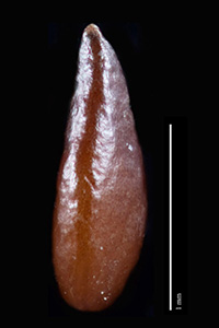 C_maritima_v_pilosa-SI87769 nutlet lateral view