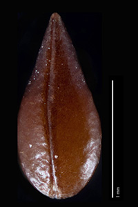 C_maritima_v_pilosa-SI87769 nutlet ventral view