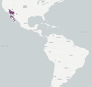 Cryptantha_maritima_v_pilosa-GBIF map