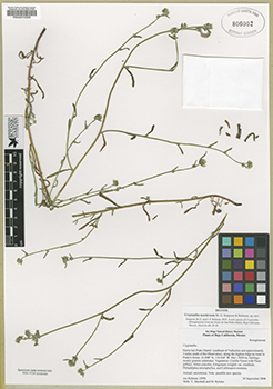 RSA0010329-Rebman15993 specimen