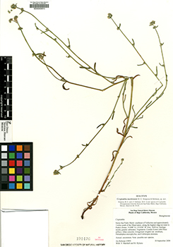 SD00000610-Rebman15993 specimen