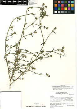 SD00025226-Rebman15973 specimen