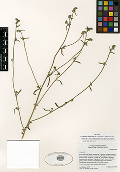 SDSU20344-Rebman15993 specimen