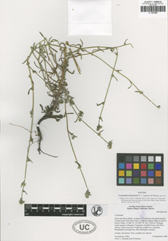 UC2027605-Rebman15993 specimen