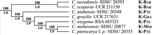 Mabry_Simpson2018_63-concat cladogram