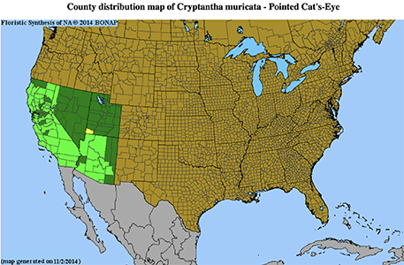 Cryptantha_muricata-BONAP map