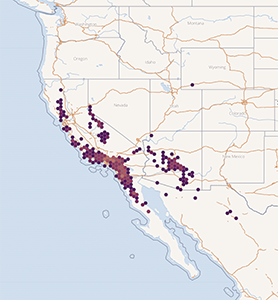 Cryptantha_muricata-GBIF map