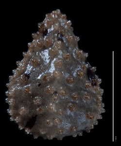 C_muricata_v_denticulata-SD161808-5x-p3-D-comp nutlet dorsal view