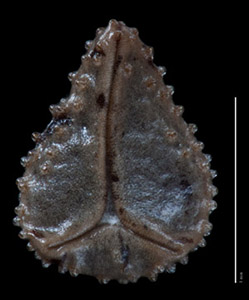 C_muricata_v_denticulata-SD161808-5x-p3-V-comp nutlet ventral view