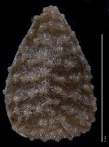 C_muricata_v_jonesii-GH97680-5x-p3-D-comp nutlet dorsal view