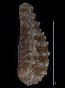 C_muricata_v_jonesii-GH97680-5x-p3-L-comp nutlet lateral view