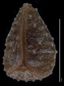 C_muricata_v_jonesii-GH97680-5x-p3-V-comp nutlet ventral view