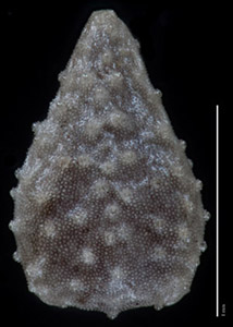 C_muricata_v_jonesii-GH97681-5x-p3-D-comp nutlet dorsal view