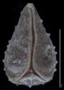 C_muricata_v_jonesii-GH97681-5x-p3-V-comp nutlet ventral view