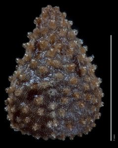 C_muricata_v_jonesii-SD27675-5x-p3-D-comp nutlet dorsal view