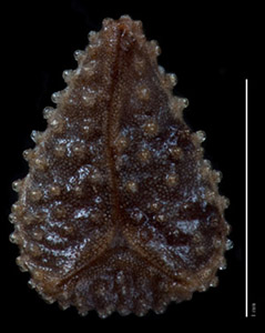 C_muricata_v_jonesii-SD27675-5x-p3-V-comp nutlet ventral view