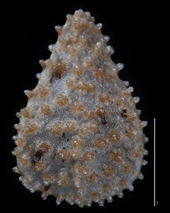 C_muricata_v_m-SDSU19185 nutlet dorsal view