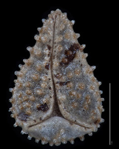 C_muricata_v_m-SDSU19185 nutlet ventral view