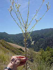 Cryptantha_MGS3034-SDSU19185 field photo1