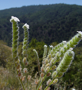 Cryptantha_MGS3034-SDSU19185 field photo2