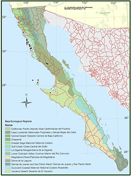 Cryptantha patula map from BajaFlora.org