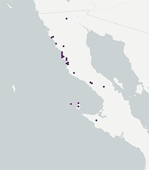 Cryptantha patula map from GBIF