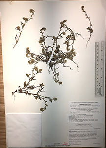 SD222881 specimen