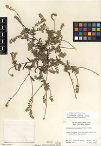 SD91282 specimen