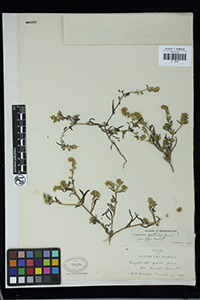 UC78590-Cryptantha_patula specimen