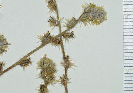 Cryptantha_peruviana-F2220088-37 inflor1