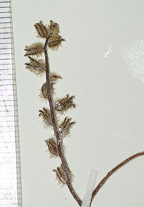 Cryptantha_peruviana-F2284665 inflor3