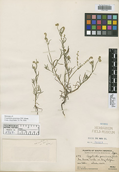 F517202_V0052421F type specimen