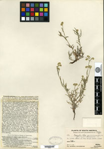 GH00096570 isotype specimen